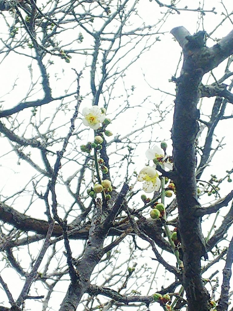 梅の花を見つけました 梅の花を見つけました